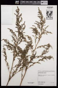 Chenopodium album image