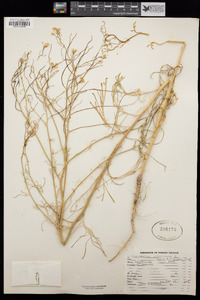 Sisymbrium altissimum image