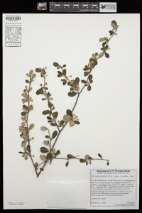 Cercocarpus betuloides image