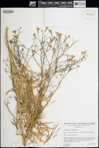 Sisymbrium altissimum image