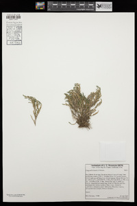 Selaginella bigelovii image