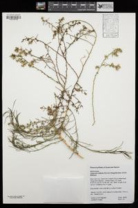 Ambrosia salsola image