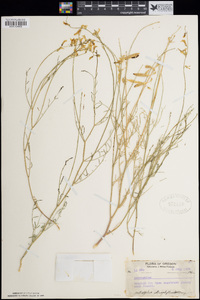 Astragalus filipes image