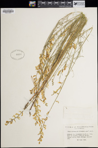 Astragalus filipes image