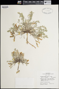 Astragalus purshii image