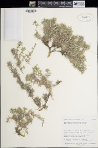 Astragalus kentrophyta image