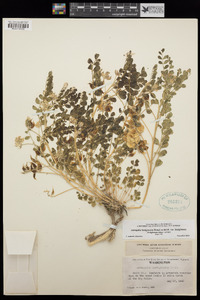 Astragalus lentiginosus var. lentiginosus image