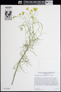 Senecio flaccidus image