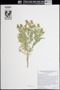 Mentzelia involucrata image