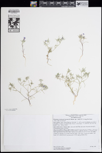 Eriastrum eremicum image