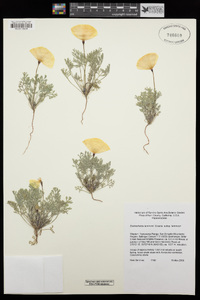 Eschscholzia lemmonii subsp. lemmonii image
