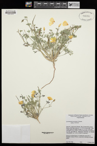Eschscholzia lemmonii subsp. lemmonii image