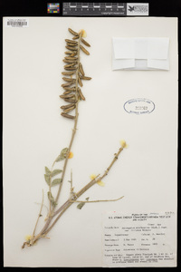 Astragalus minthorniae var. villosus image