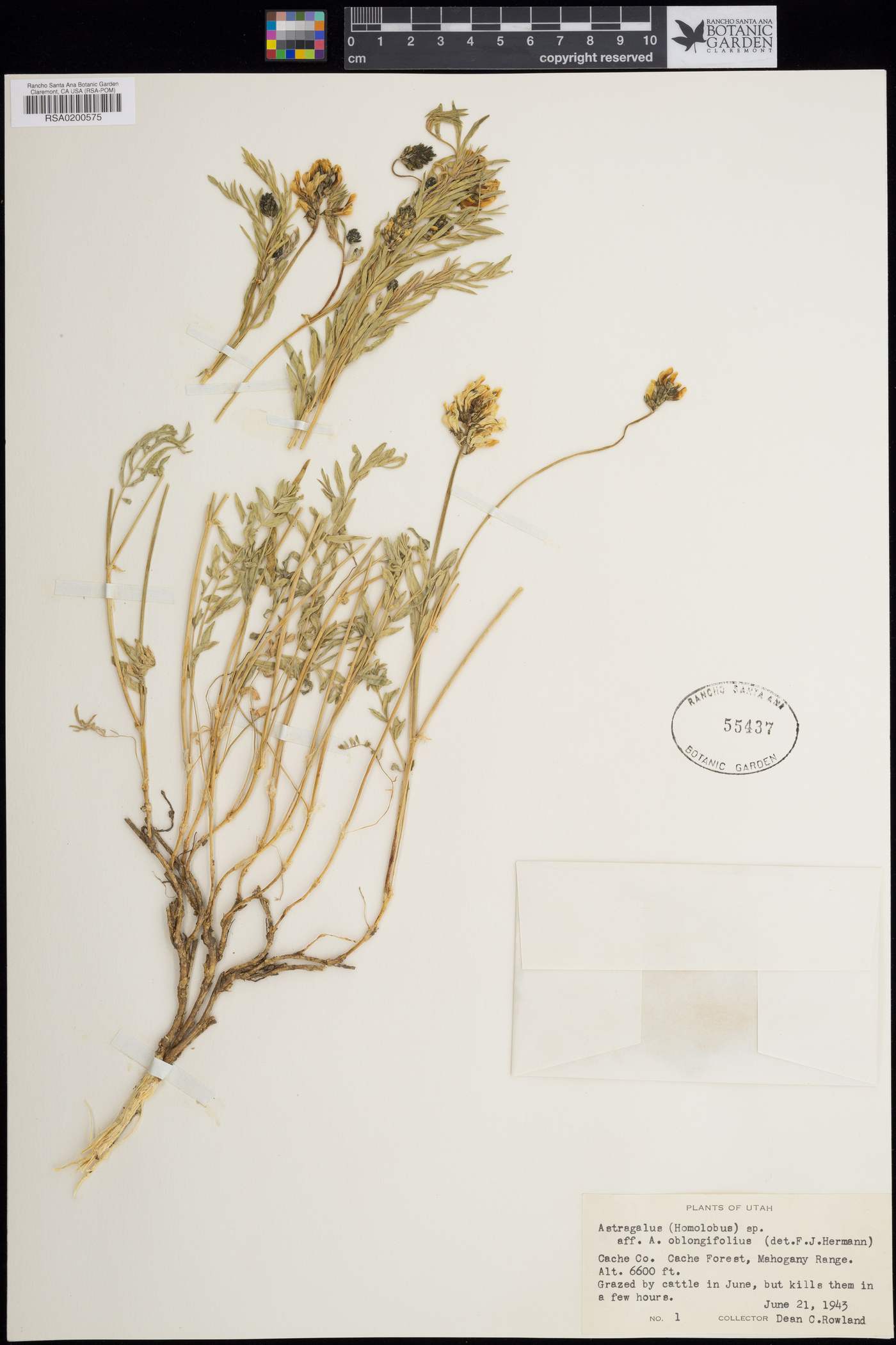 Astragalus berterianus image