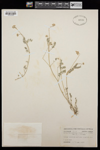 Astragalus nuttallianus var. austrinus image