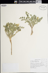 Astragalus oophorus var. lavinii image