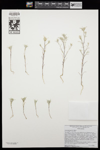 Eriastrum brandegeeae image