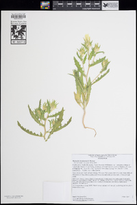 Mentzelia involucrata image