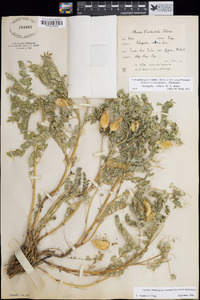 Astragalus vallaris image