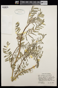 Astragalus allochrous image