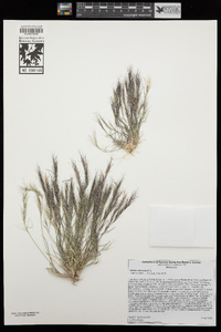 Aristida adscensionis image