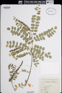 Amorpha californica image