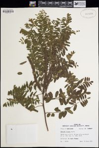 Image of Amorpha nitens