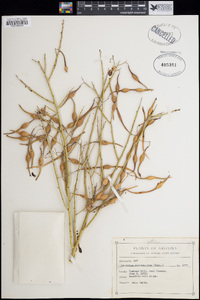 Parkinsonia microphylla image