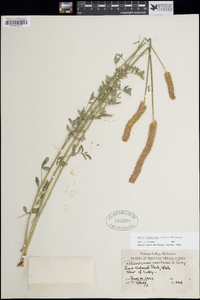 Dalea searlsiae image