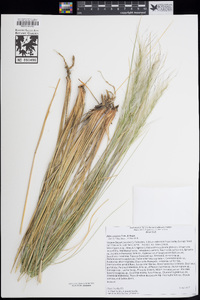 Stipa speciosa image