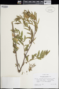 Glycyrrhiza lepidota image