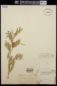 Lathyrus eucosmus image