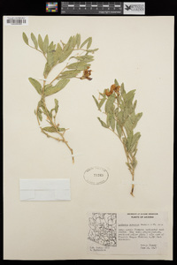 Lathyrus eucosmus image