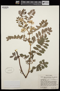 Hosackia crassifolia image