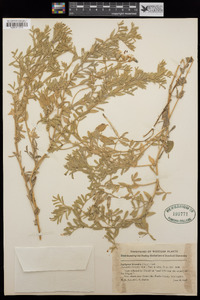 Lathyrus littoralis image