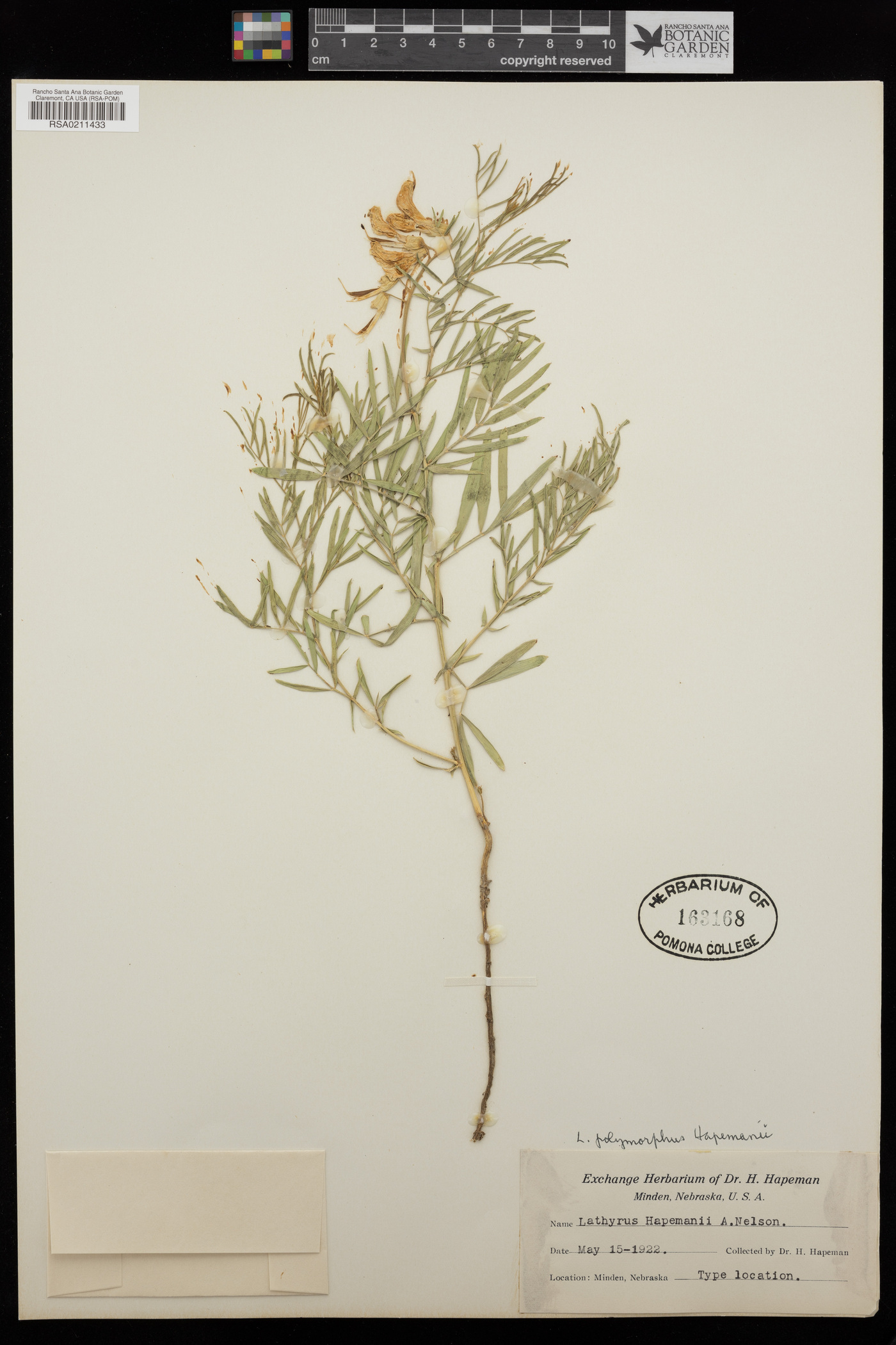 Lathyrus decaphyllus var. decaphyllus image