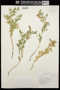 Lathyrus rigidus image