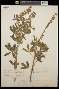 Lupinus argenteus image