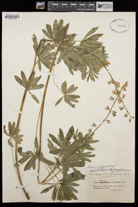 Lupinus arbustus image