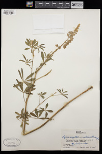 Lupinus argenteus image