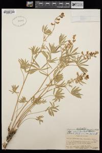 Lupinus arbustus image