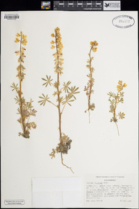 Lupinus citrinus image