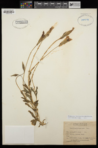 Gentianopsis holopetala image