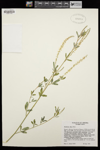 Melilotus albus image