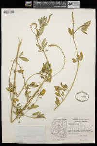 Melilotus albus image