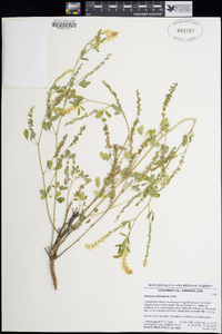 Melilotus officinalis image