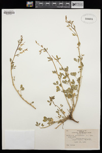 Melilotus officinalis image