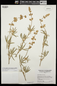 Lupinus elatus image