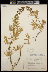 Lupinus fulcratus image