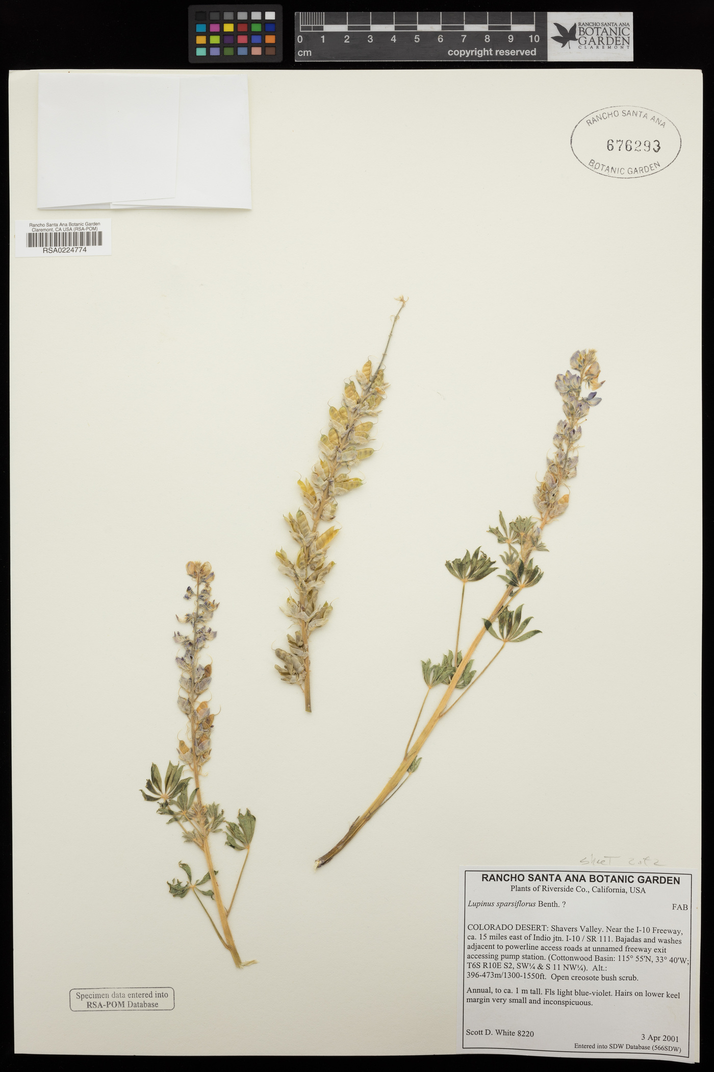 Lupinus sparsiflorus image